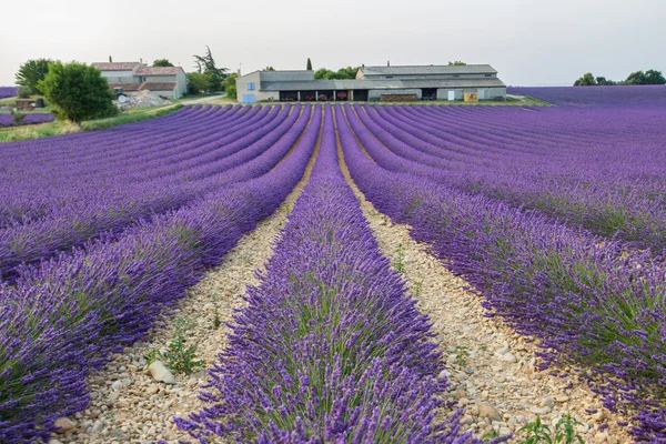 Levendula mező, határkő, Provence, velensole — Stock Fotó