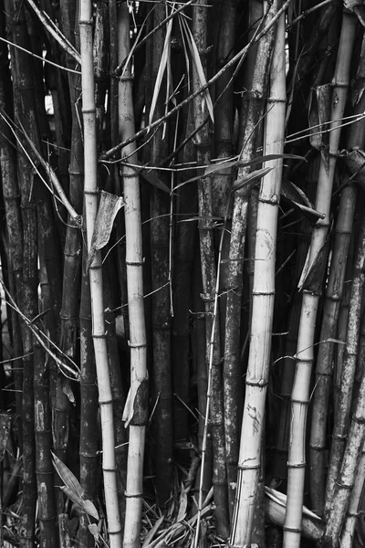 bamboo trees texture backgrouund, black and white photography