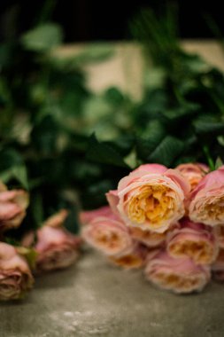 Kremsi şakayık gülleri yakın plan resmi