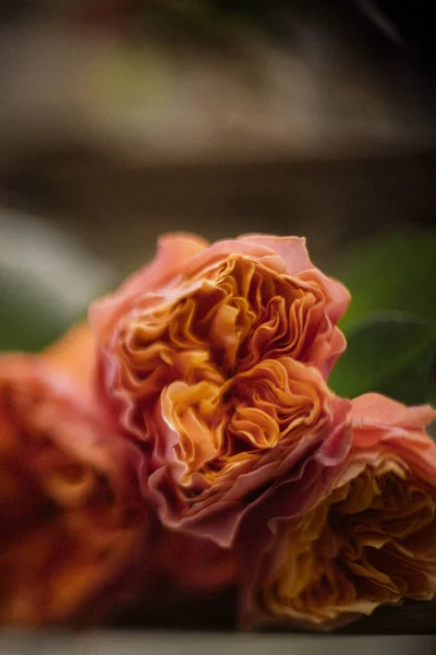 Портретне Зображення Кремово Помаранчевої Півоній Рози — стокове фото