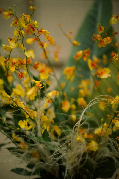 Маленькі Жовті Квіти Крупним Планом Картина — стокове фото