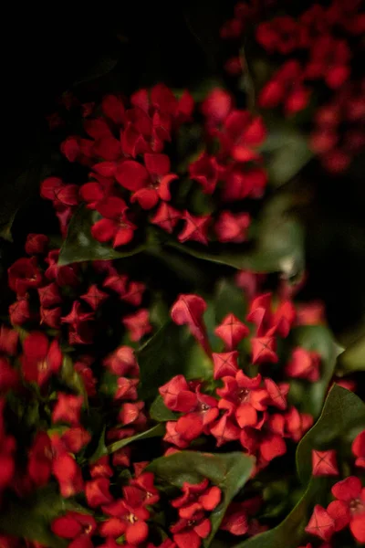 Червоні Маленькі Квіти Крупним Планом Картина — стокове фото