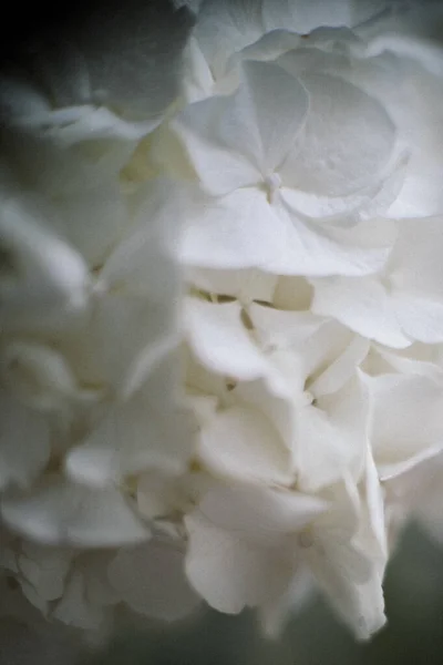 White Hydrangea Close Picture — Stock Photo, Image