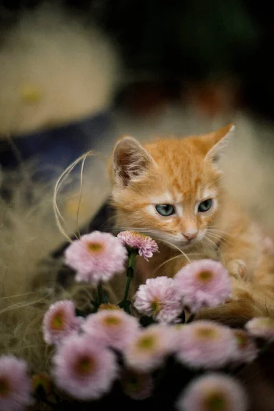 Lindo Gatito Rojo Con Ojos Azules Cerca Flores Rosadas —  Fotos de Stock