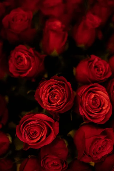 Красные Пионерские Розы Крупным Планом — стоковое фото