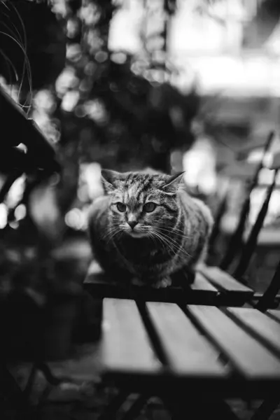 Gato Bonito Sentado Uma Cadeira Imagem Preto Branco — Fotografia de Stock