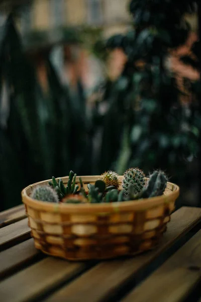 Pequenos Cactos Uma Cesta Sobre Mesa — Fotografia de Stock