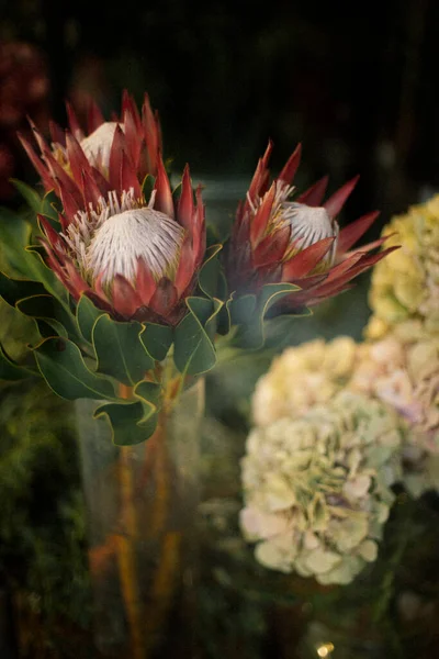 Fleurs Protéa Dans Vase Sur Fond Floral — Photo
