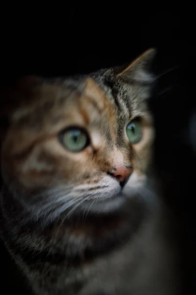 一只绿眼睛的棕色猫的特写图片 — 图库照片