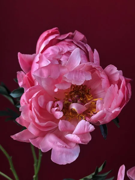 Белые Розы Руках Красивый Букет Цветов Лицензионные Стоковые Изображения