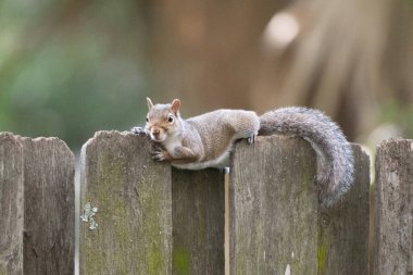 Çitte rahatlayan bir sincap..
