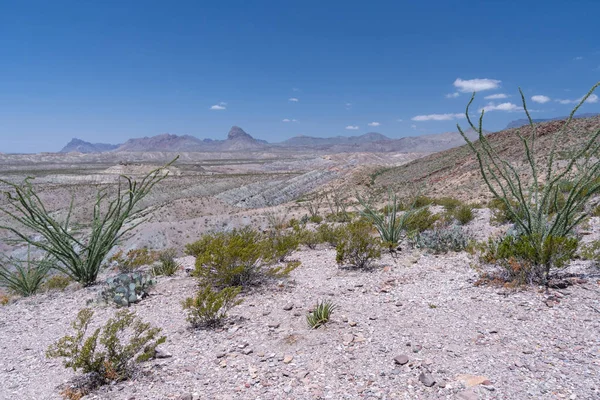 Soaring Summer Temperatures Make Demands Desert Vegetation Visitors Geology Region — Stock Photo, Image