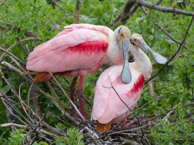 A mated pair of roseate spoonbills along the coast of Texas. The nest is ready. clipart