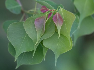 Çin donyağı ağacının sonbahar yaprakları çok güzeldir ve ilkbaharda kırmızıya boyanmış yeşil yaprakları vardır. Zor koşullarda hayatta kalabilir ve yerel ağaçlara rakip olabilir..