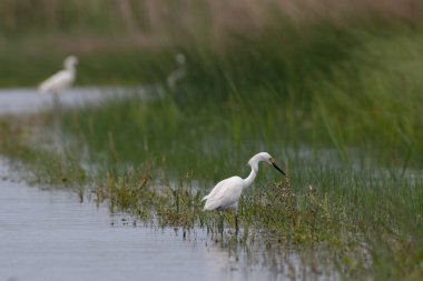 Akbalıkçıl, yiyecek aramak için sel basmış bir yolu keşfediyor..
