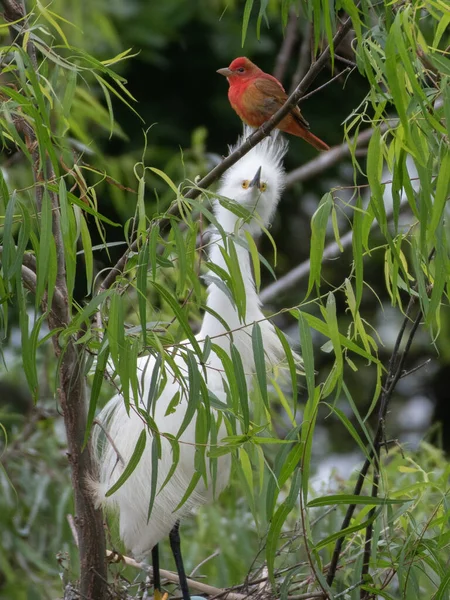 Una Garza Tiene Curiosidad Por Tanager Verano Que Visita Novatería — Foto de Stock