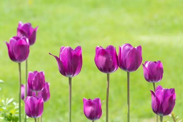 Zomer Tulpen Zijn Droom Van Een Tuinman — Stockfoto