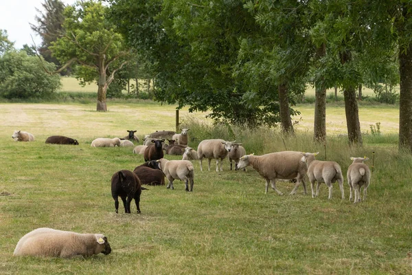 Eine Schafherde Auf Einer Weide Dänemark — Stockfoto