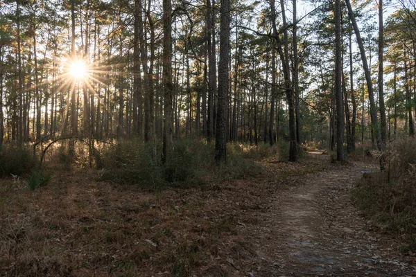 Sunrise Winding Path East Texas Forest — Stock Photo, Image