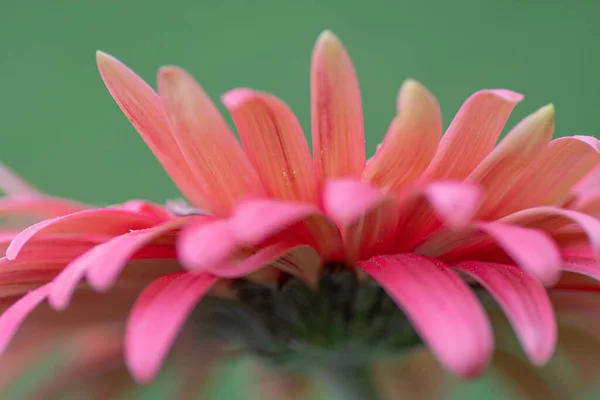 Closeup Pink Gerbera Daisy Green Background — Stock Photo, Image