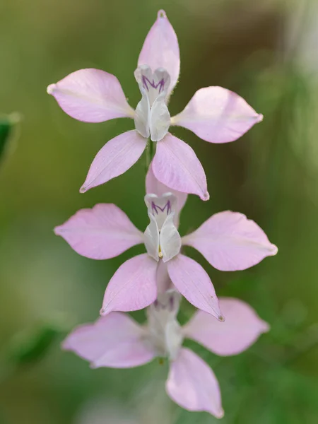 Delphinium Consolida Aussi Connu Sous Nom Larkspur Fusée Délicates Fleurs — Photo