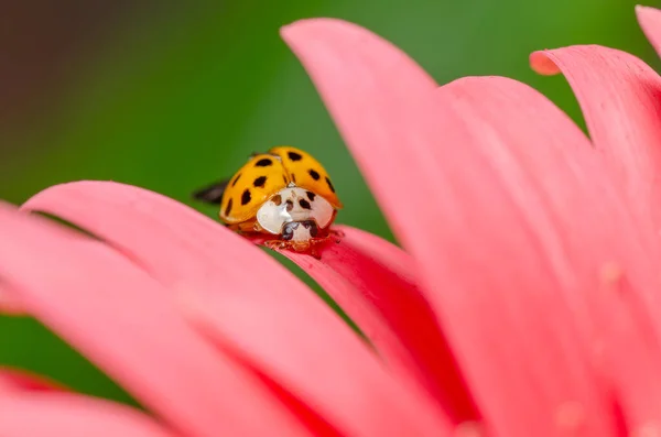 Inseto Senhora Nas Pétalas Rosa Uma Margarida Gerbera — Fotografia de Stock