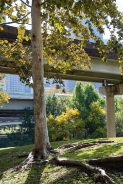 Houston parkındaki bir otoyol köprüsünün görüntüsü.