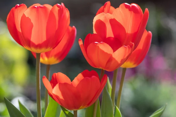 Sunlit Red Tulips Spring Day — Stockfoto