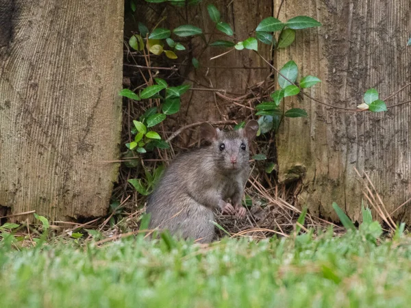 Una Rata Buscando Comida Largo Una Cerca Jardín — Foto de Stock