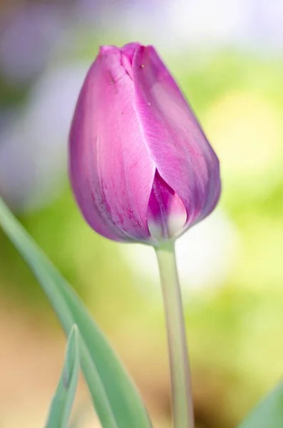 Purple Tulip Blooming Spring Day — Stockfoto