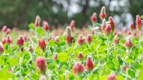 Ein Feld Purpurroten Klees Frühling — Stockfoto