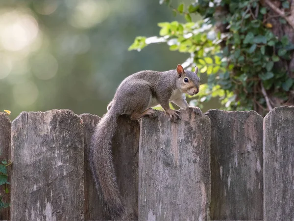 Amerikanisches Grauhörnchen Auf Einem Hölzernen Gartenzaun — Stockfoto