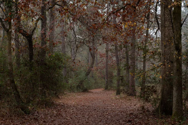 Bosque Una Mañana Nublada Otoño —  Fotos de Stock