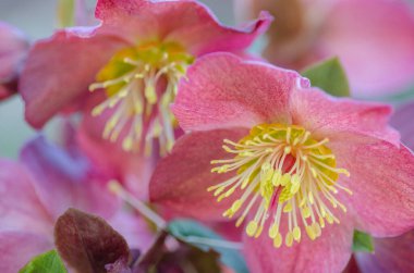 Pembe palamutlar baharda çiçek açıyor.