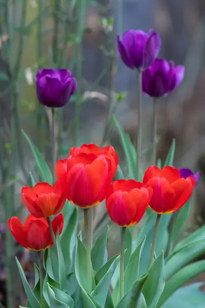 Rode Paarse Tulpen Bloeien Het Voorjaar — Stockfoto