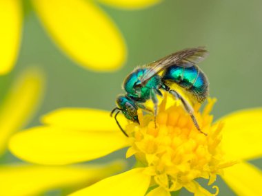 A green sweat bee feeding on a yellow bloom. clipart