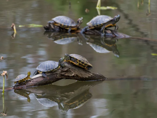 Красноухие Ползучие Черепахи Греются Бревнах Пруду — стоковое фото