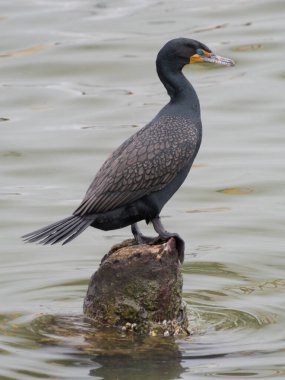 İki tepeli bir karabatak (phalacrocorax auritus), körfezi sudaki bir kayadan inceliyor..