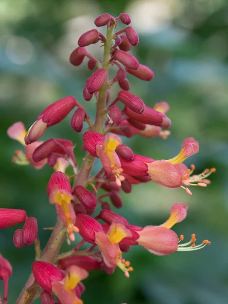 Buckeye Rouge Aesculus Pavia Peut Être Cultivé Fois Comme Arbre — Photo