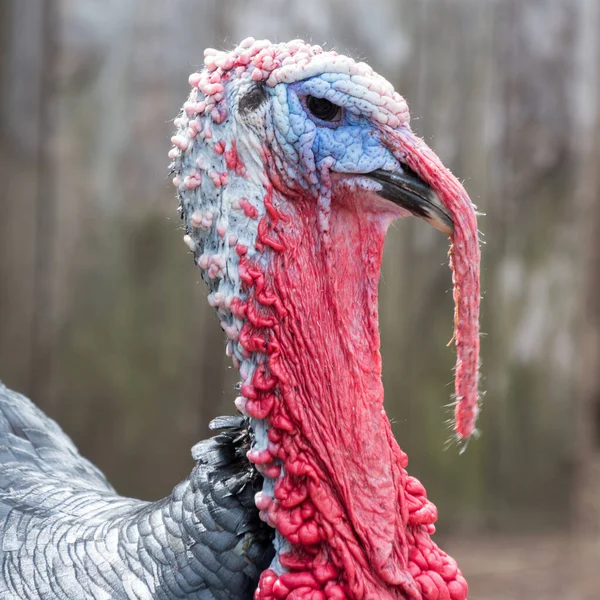 Profile Image Male Turkey Farm — Stock Photo, Image