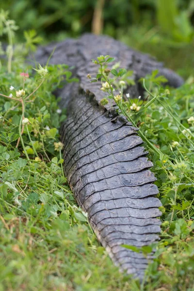 Difficult See American Alligator Resting Grass — Stock Photo, Image