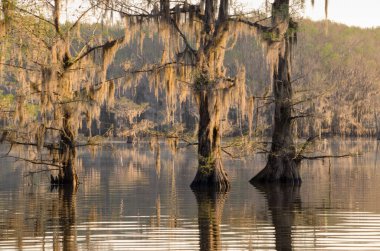 The sun rising over Caddo Lake in East Texas. clipart