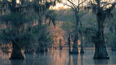 Whatever time of day one visits, a sense of mystery inhabits the flooded forest of Caddo Lake. clipart