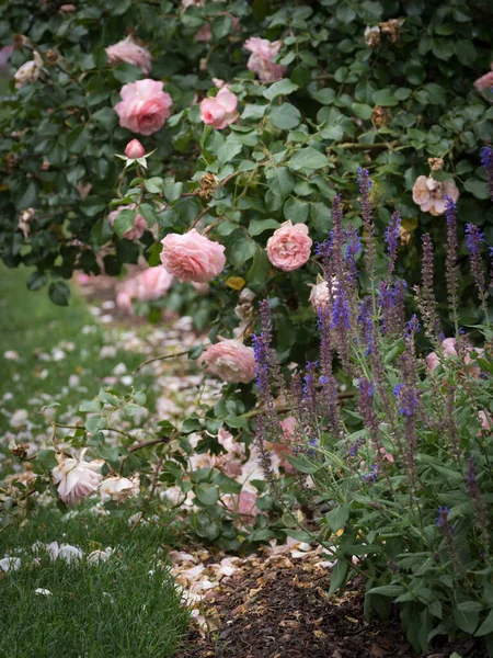 Romantico Giardino Pieno Delle Fioriture Una Rosa Pallida — Foto Stock