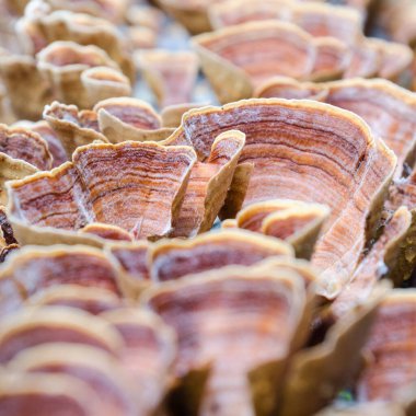 Pembe hindi kuyruklu mantar yakın plan..