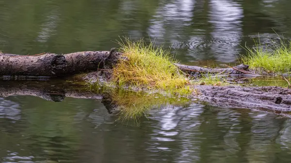 Grass Growing Fallen Tree Pond — Stock Photo, Image