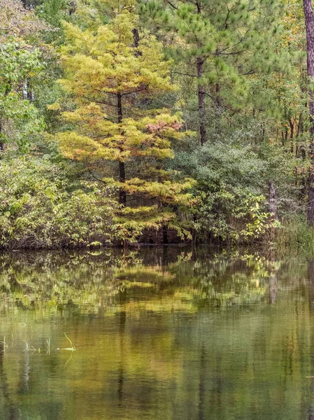 Herfst Kleuren Het Forest — Stockfoto