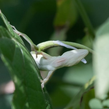 Yeşil bir anol, besin değeri için derisini yüzmeye çalışıyor..