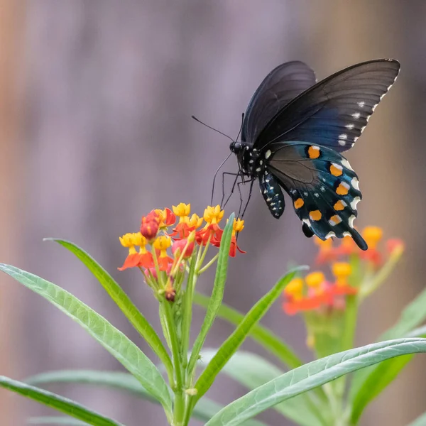 Egy Kék Fecskefarkú Pillangó Ami Trópusi Tejelő Növényből Táplálkozik — Stock Fotó