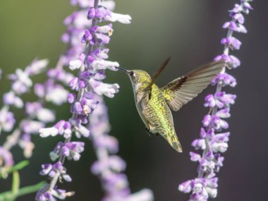 Yakut boğazlı bir sinekkuşunun Meksika Bush Sage, Salvia leucantha nektarını yudumlarken yakın çekimi..
